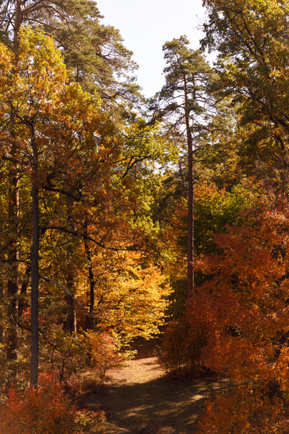 fák sárga és zöld levelekkel az őszi parkban nappal  - Fotó, kép