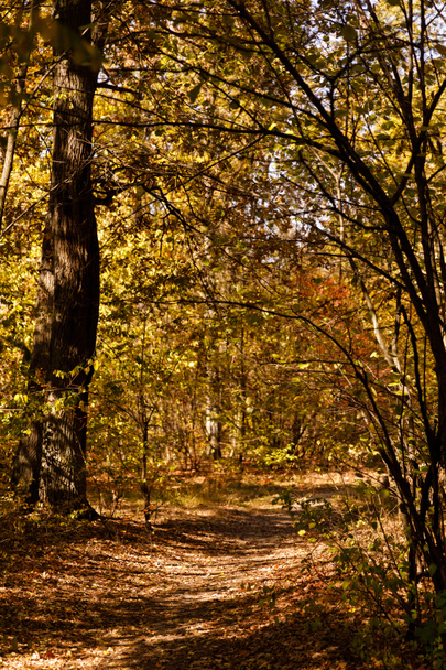 Bäume mit gelben und grünen Blättern im herbstlichen Park am Tag  - Foto, Bild