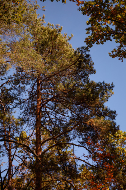 δέντρα με κίτρινα και πράσινα φύλλα στο φθινοπωρινό πάρκο την ημέρα  - Φωτογραφία, εικόνα