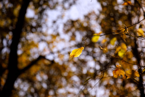 selective focus of trees with yellow leaves in autumnal park at day  - Valokuva, kuva