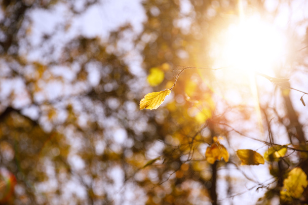 selektivní zaměření stromů se žlutými listy a sluncem v podzimním parku ve dne  - Fotografie, Obrázek