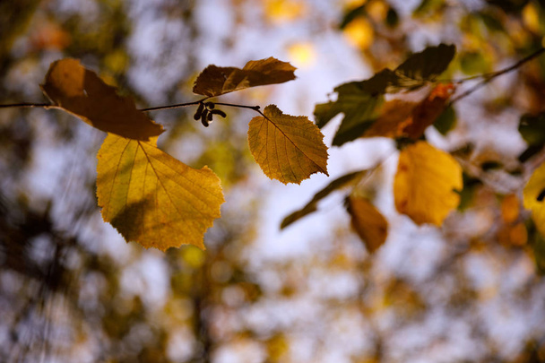 selective focus of trees with yellow and green leaves in autumnal park at day  - Fotografie, Obrázek