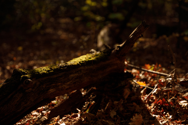 log and dry leaves in autumnal park at day  - Photo, Image