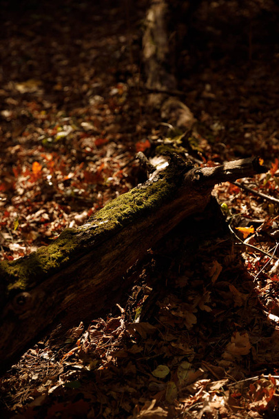 log and dry leaves in autumnal park at day  - Fotó, kép
