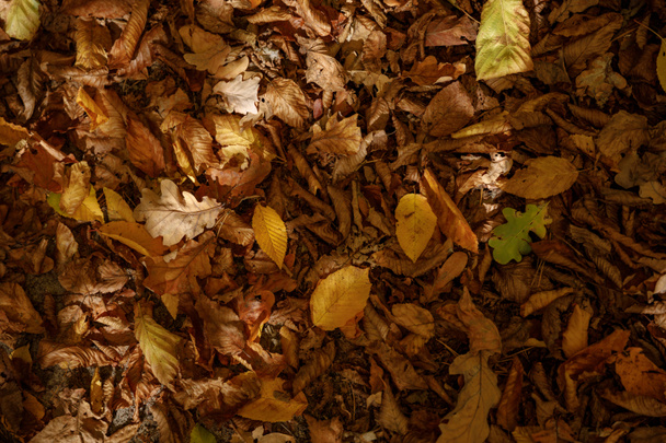 top view of yellow and dry leaves in autumnal park at day  - Photo, Image