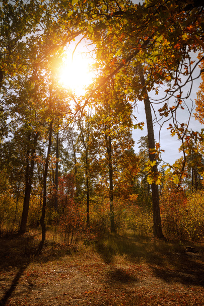 sun, trees with yellow and green leaves in autumnal park at day  - Fotografie, Obrázek