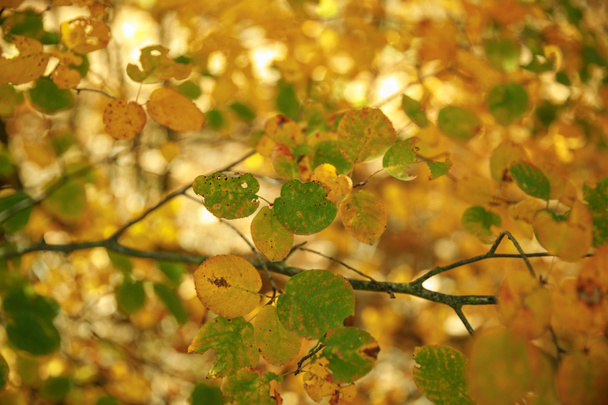 selective focus of trees with yellow and green leaves in autumnal park at day  - Photo, Image