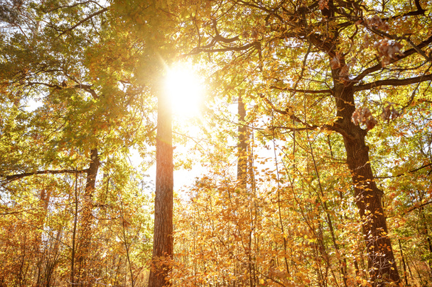 nap, fák sárga és zöld levelekkel az őszi parkban nappal  - Fotó, kép