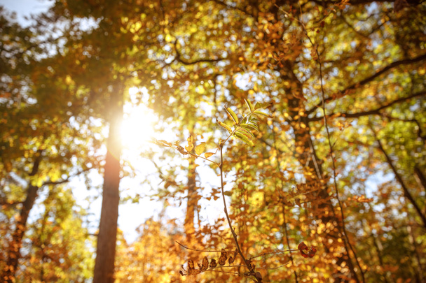 ήλιος, δέντρα με κίτρινα και πράσινα φύλλα στο φθινοπωρινό πάρκο την ημέρα  - Φωτογραφία, εικόνα