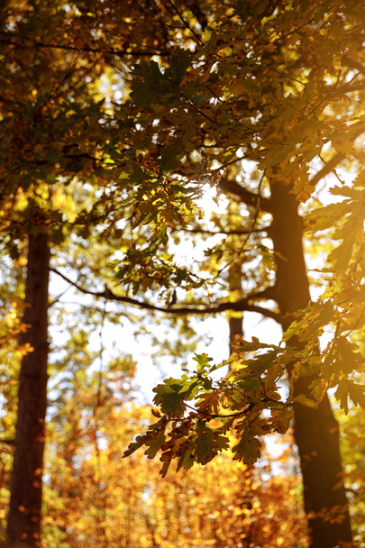 sol, árboles con hojas amarillas y verdes en el parque otoñal durante el día
  - Foto, Imagen