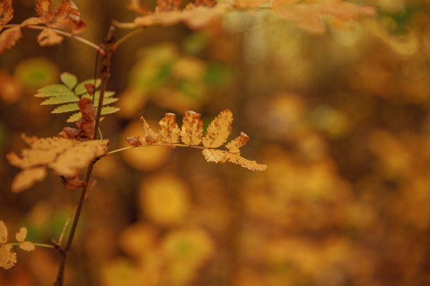 selective focus of trees with yellow leaves in autumnal park at day  - Foto, Bild
