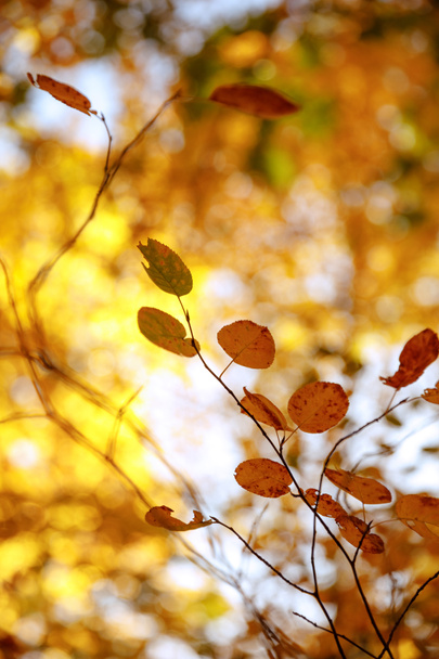 selective focus of trees with yellow leaves in autumnal park at day  - Фото, изображение