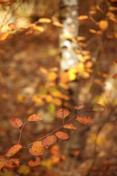 selective focus of trees with yellow leaves in autumnal park at day  - Photo, Image