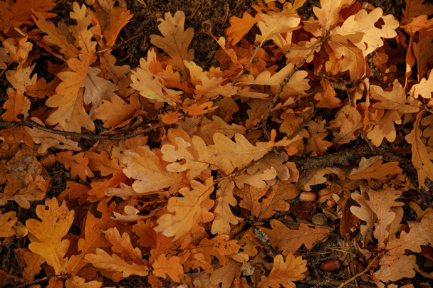 top view of yellow and dry leaves in autumnal park at day  - Foto, Bild