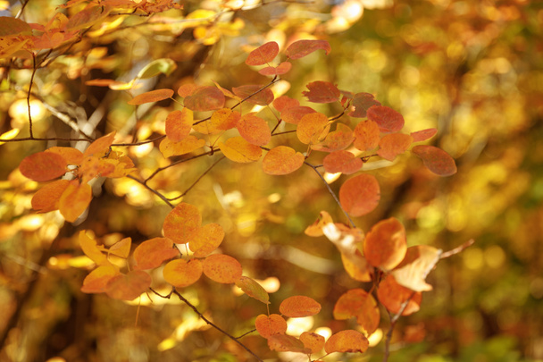 selectieve focus van bomen met gele bladeren in het herfstpark overdag  - Foto, afbeelding