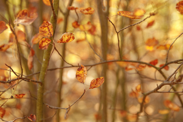 selective focus of trees with yellow leaves in autumnal park at day  - Photo, Image
