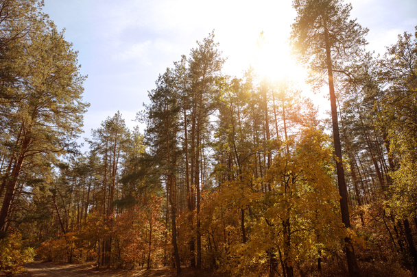 sun, trees with yellow and green leaves in autumnal park at day  - Fotoğraf, Görsel