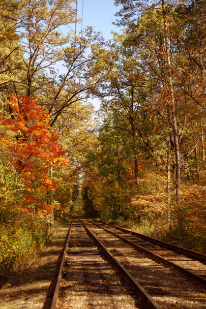 stromy se žlutými a zelenými listy a tramvajemi v podzimním parku ve dne  - Fotografie, Obrázek