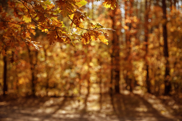 selective focus of trees with yellow and dry leaves in autumnal park at day  - Photo, Image