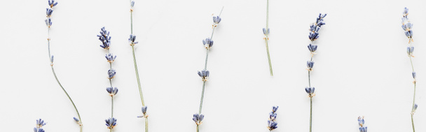 白い花で隔離された乾いたラベンダーの小枝のパノラマ写真 - 写真・画像