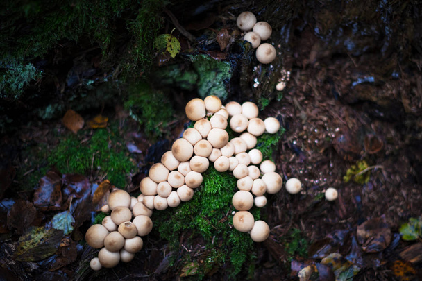 Beaucoup de puffball commun ou Lycoperdon perlatum dans la forêt evirom
 - Photo, image