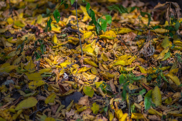Yolda düşen yapraklar - Fotoğraf, Görsel