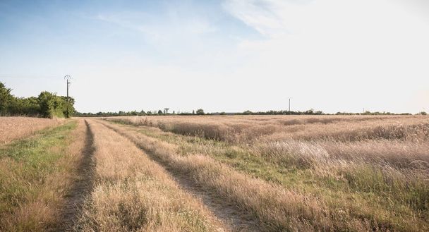 route de campagne avec herbe haute à côté des champs de blé
 - Photo, image