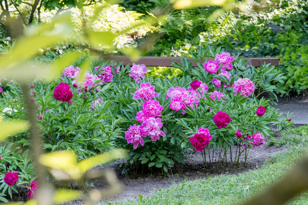 Flores roxas no jardim japonês
 - Foto, Imagem