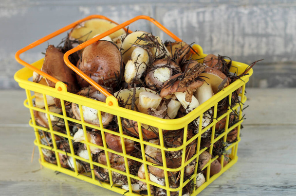 Suillus mushrooms in a plastic basket. An armful of dirty, unpeeled, butter fungi on the table with a knife. - Photo, Image