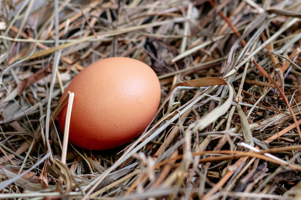 chicken egg in a nest of hay or straw close - Photo, Image