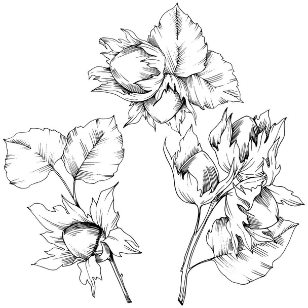 Vektor Herbstpflanze Haselnuss. Blattpflanze botanischer Garten florales Laub. isoliertes Illustrationselement. - Vektor, Bild