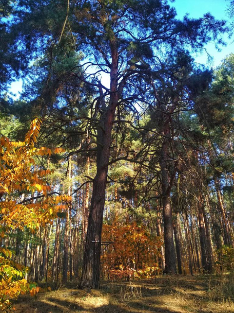 Парк с большими соснами, высокое дерево на горе сквозь сосновый лес и солнечный свет. Осень, туман, винтажный тон, сезон, тонированное изображение, природный фон, избирательный фокус
 - Фото, изображение