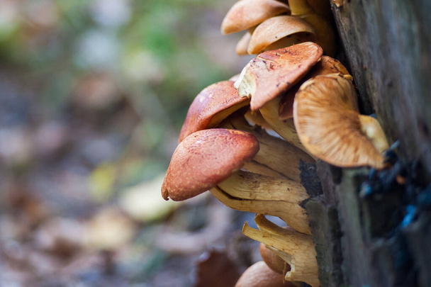 Grupo de hongos iluminados por el sol - champiñones de ostra de limón que crecen en un tocón de árbol viejo en el bosque
. - Foto, imagen
