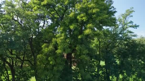 Гілки дерев сяють у вітрі, вид з повітряного дрона
 - Кадри, відео