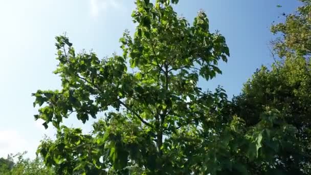 Δέντρο κλαδιά ταλαντεύεται στον άνεμο, εναέρια άποψη drone - Πλάνα, βίντεο