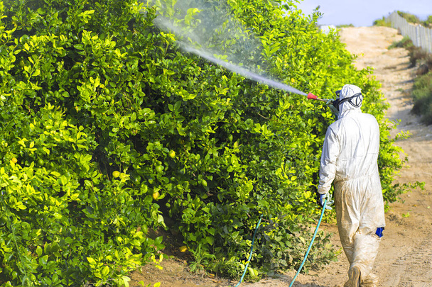 雑草制御スプレー噴霧。工業化学農業。毒性のある農薬、農薬、果物のレモン栽培プランテーションの殺虫剤を散布する男、スペイン、 2019. - 写真・画像