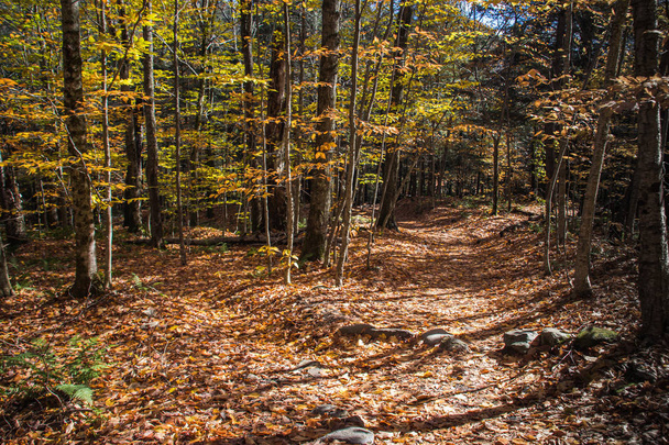 Mt. Mansfield state park forest trail - Photo, Image