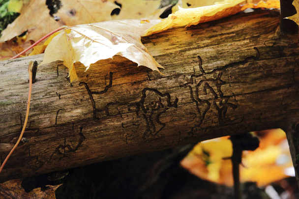 Grumes d'arbre sans écorce avec hiéroglyphes faits d'insectes et feuilles jaunes
 - Photo, image