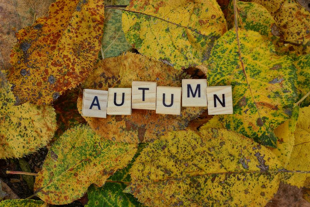 слово осінь з дерев'яних літер на жовтому впало сухому листі
 - Фото, зображення