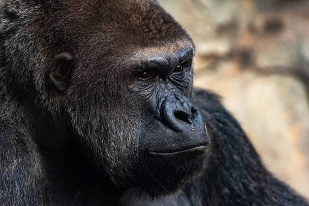Porträt eines mächtigen Gorillas mit ausdrucksstarken Augen. - Foto, Bild