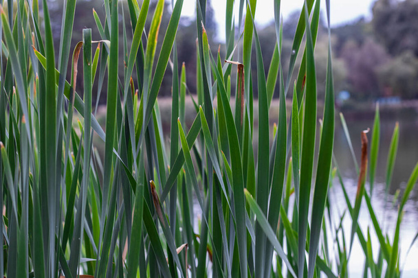 Reed buzogány egy tó háttér - Fotó, kép