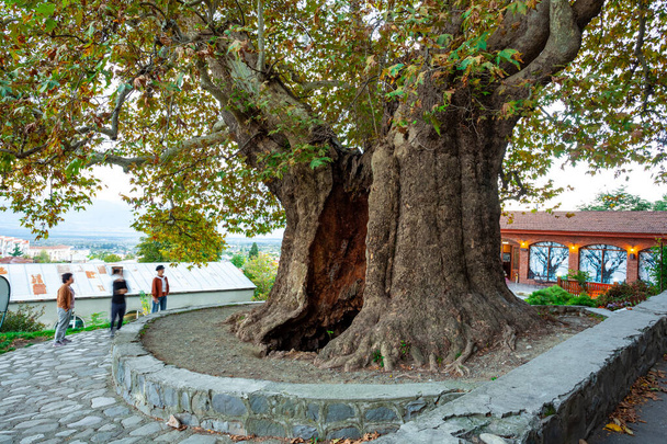 A árvore plana mais antiga localizada na região de Kakheti, Geórgia. Sycamo.
 - Foto, Imagem