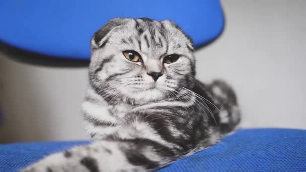 beautiful tabby cat. british scottish fold cat. the cat is lying. pet rests in the room. - Footage, Video