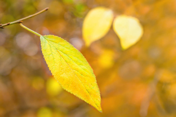 Természet ősszel, ősz. Sárga levelek az ágon. Park, előkert, hátsó udvar. Szezonális háttér. Az ősz színei. Tapéta, háttér, koncepció, ötlet - Fotó, kép