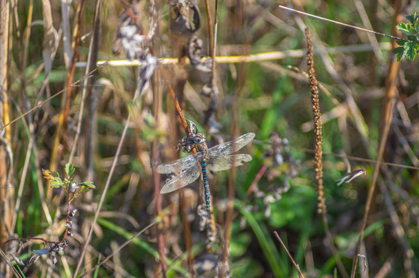 Libelle zittend op een grassprietje - Foto, afbeelding
