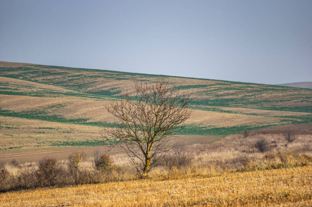 Tree among the field in the autumn afternoon - Foto, Bild