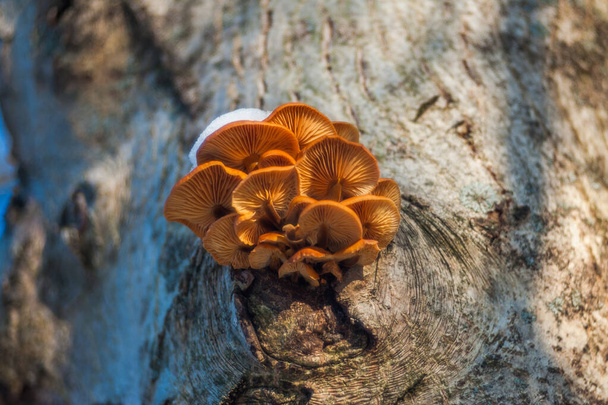 Group of sunlit mushrooms - lemon oyster mushroom growing on an old tree stump in the forest. - Photo, Image