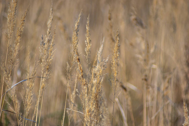 Dry grass on the shore in autumn - Photo, Image