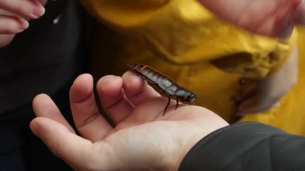 Giant Cockroach van hand tot hand doorgeven - Video