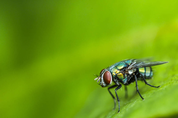Κοντινό πλάνο του Blow Fly Είναι μια μεγάλη μύγα που βρίσκεται συνήθως σε κοινότητες με διάφορα λύματα Είναι μύγες που είναι πράσινο ή μπλε-πράσινο έως μαύρο Με φωτεινά χρώματα Λάμψη βρέθηκαν στην Ταϊλάνδη Έχει ένα σώμα μεγαλύτερο από μύγες σπίτι - Φωτογραφία, εικόνα